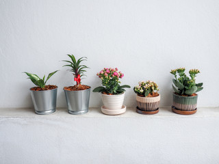 Five little plants in pot with white wall to decorate a house
