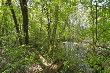 Panorama del bosco in primavera