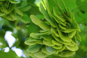 Ash-leaved maple helicopter seeds close up. Green foliage. Selected focus.