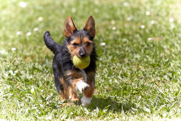 Dog playing with ball