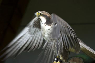 Falke einer Falknerei