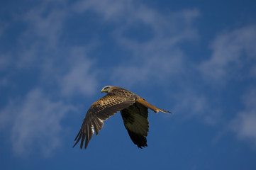 Milan auf der Jagd
