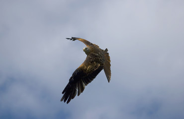 Milan auf der Jagd