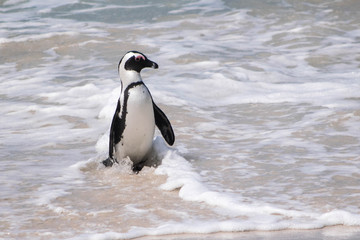 Fototapeta premium Pinguin am Strand