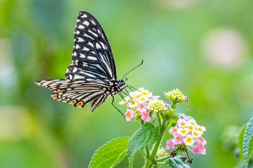 Common Mime (Chilasa clytia) perching on plant