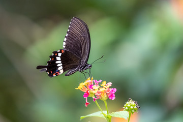 Common Mormon (female) (Papilio polytes) eating on plant