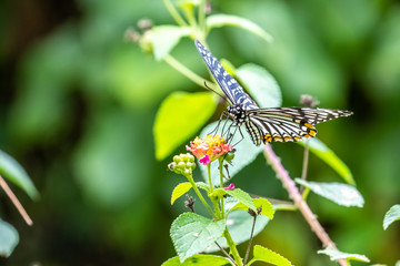 Common Mime (Chilasa clytia) eating on plant