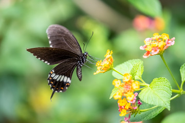 Common Mormon (female) (Papilio polytes) eating on plant