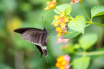 Common Mormon (female) (Papilio polytes) eating on plant