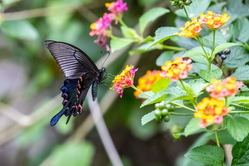 Chinese Peacock (Papilio bianor) eating on plant