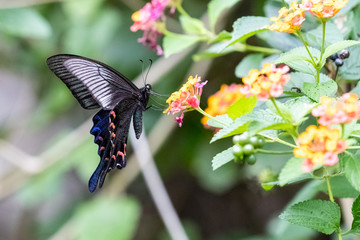 Fototapeta premium Chinese Peacock (Papilio bianor) eating on plant
