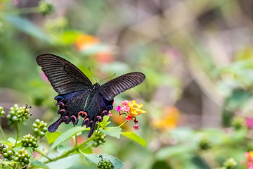 Obraz premium Chinese Peacock (Papilio bianor) eating on plant