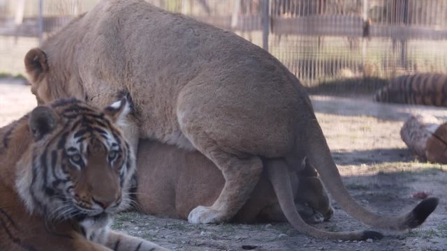 mating of lions in nature