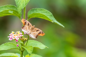 Chestnut Angle (Odontoptilum angulatum) eating on plant