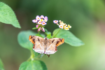 Chestnut Angle (Odontoptilum angulatum) eating on plant