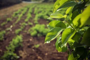 Close-up of plum leaves and vegetable garden in the background. Plum tree