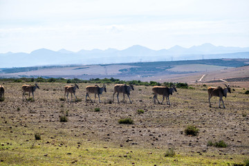 Steppe