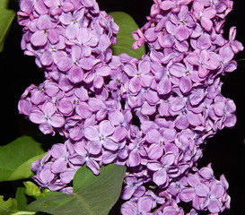 Obraz premium lilac macro shot