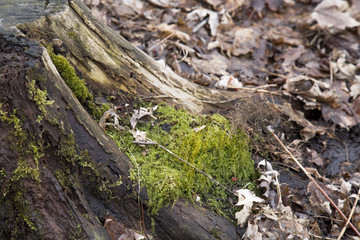 Moss, tree stump, tree, green moss, lichen, snow, spring, swamp, reflection