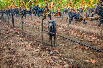 Weimaraner in Vineyard
