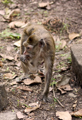 Closeup of a monkey eating fruits in Angkor Area, Siem Reap, Cambodia, Asia. Playful animal in natural environment.