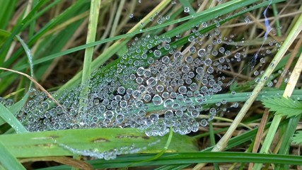 Rain droplets on spider web. Slovakia