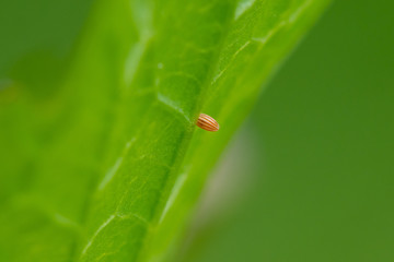 Orange-tip butterfly (Anthocharis cardamines) ovum. Orange egg of insect in the family Pieridae on garlic mustard (Alliaria petiolata) leaf