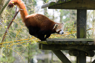 Red panda (Ailurus fulgens fulgens) creeps up the tree and wooden house.