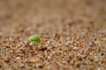 The green sprout came out of the yellow sand.