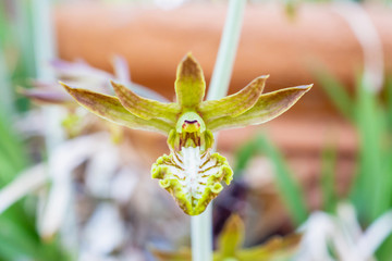 wild ground orchid flower close up