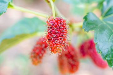 Fresh red mulberry fruits on tree branch