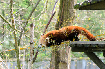 Red panda (Ailurus fulgens fulgens) creeps up the tree and wooden house.