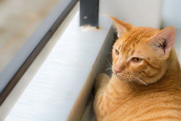 Abstract Siam cat sit on cement floor. Yellow cat sit on white floor.