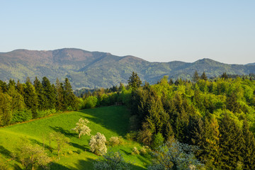 Germany, Silence on green tree covered mountains of black forest nature landscape at dawn