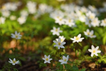 Spring white flowers in the grass Anemone (Isopyrum thalictroides)