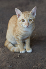 Naklejka na ściany i meble Young cats beautiful color, sit on ground. Thai cat yellor color waiting food.