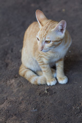 Naklejka na ściany i meble Young cats beautiful color, sit on ground. Thai cat yellor color waiting food.