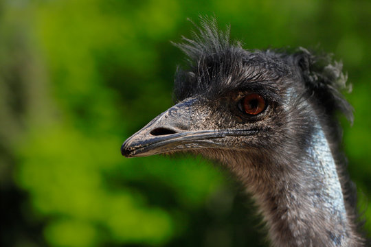 Australian Emu (Dromaius novaehollandiae)