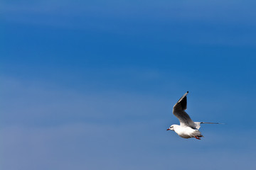 a flying seagull