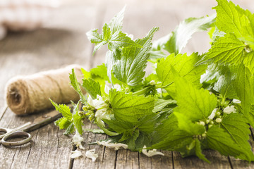 White dead nettle