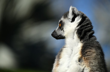 Naklejka premium lemur