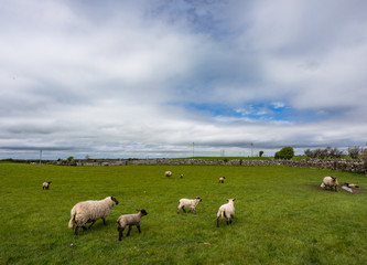 Spring lambs and sheep grazing in a field in rural county Galway in Ireland