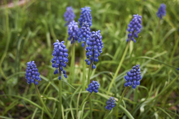 muscari armeniacum