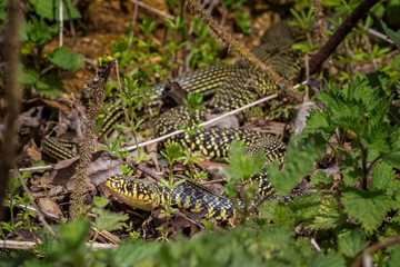 Fototapeta na wymiar Close up of large western whip snake