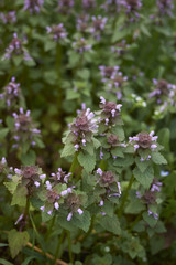 Lamium purpureum