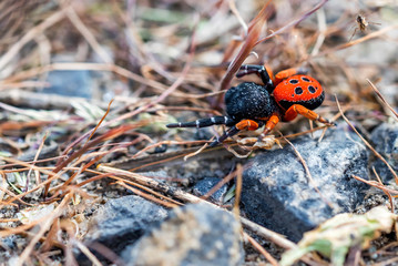 Ladybird spider or Eresus kollari close