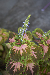 Coleus