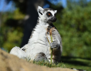 lemur