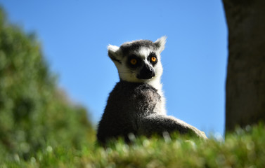 lemur