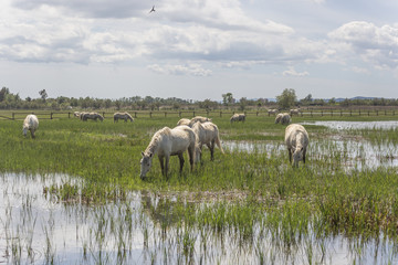 Obraz premium horses in the lagoon (Aiguamolls d'Emporda National Park, Catalonia, Spain).